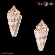 Image of cone snails