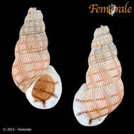 Image of Annulariidae