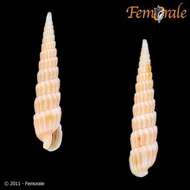 Image of Needle Whelks