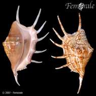 Image of spider conch