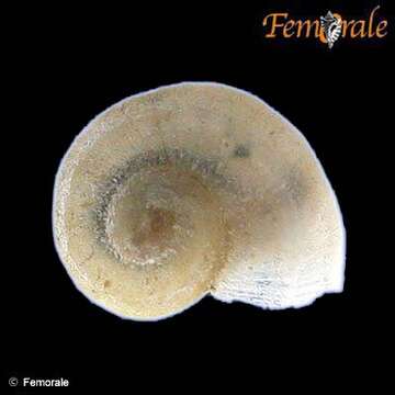 Image de unclassified Gastropoda