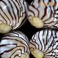 Image of Zebra nerite