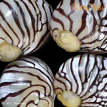 Image of Zebra nerite