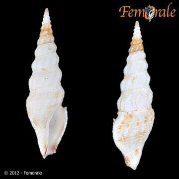 Image of <i>Ptycobela nudivaricosa</i> (Reeve 1843)