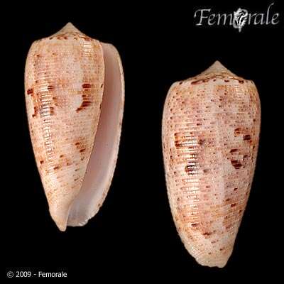 صورة Conus Linnaeus 1758