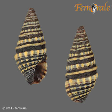 Plancia ëd Pseudomelatomidae J. P. E. Morrison 1966