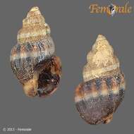 Image of nassa mud snails