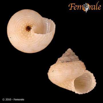 Image of Solariellidae Powell 1951