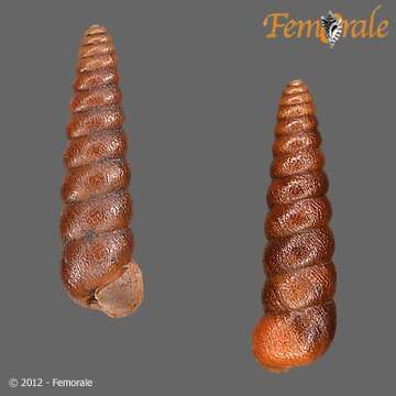 Image of Bradybaenidae