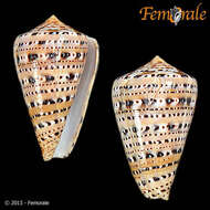 Image of cone snails