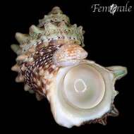 Image of turban snail