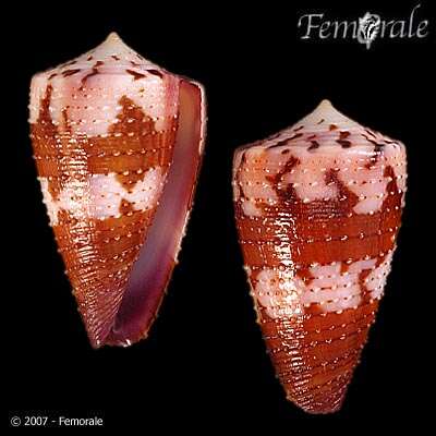 Image of cone snails