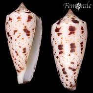 Image of cone snails