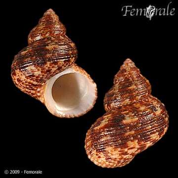 Image of turban snail