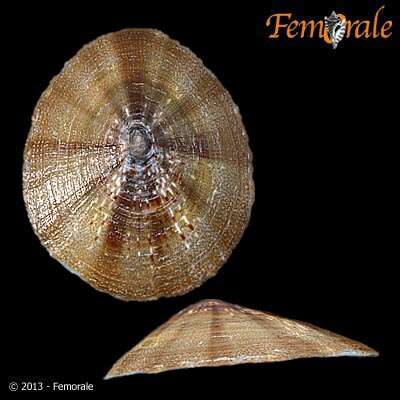 Image of Nacellidae Thiele 1891