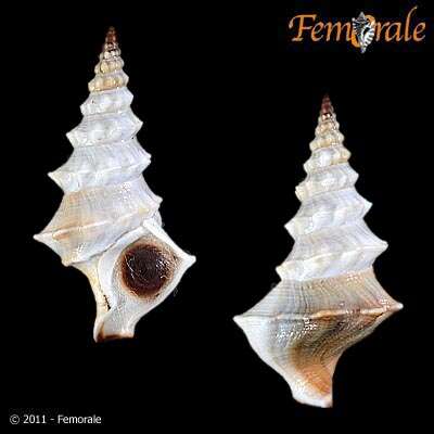 Image of Batillariidae