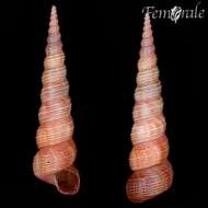 Image of unclassified Gastropoda