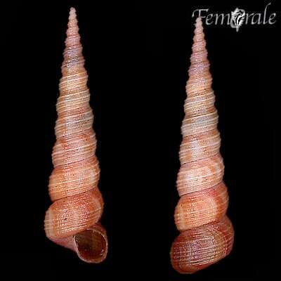 Image of unclassified Gastropoda