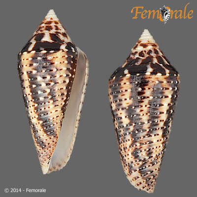 Image of Conasprella Thiele 1929