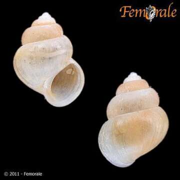 Tomichiidae resmi