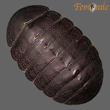 Imagem de Chiton magnificus Deshayes 1827