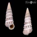 Image of <i>Potamides conicus</i> (Blaiville 1826)
