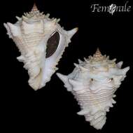 Imagem de Turbinellidae Swainson 1835