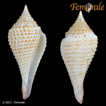 Image of Conasprella Thiele 1929