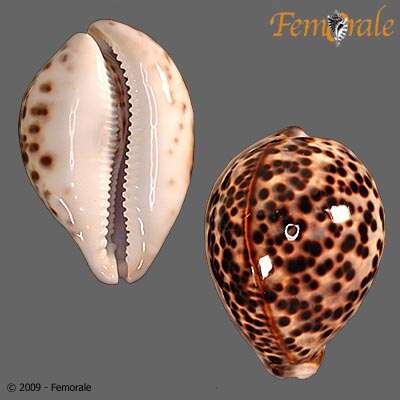 Image of tiger cowrie