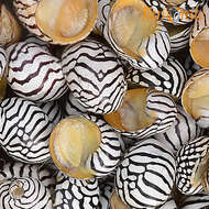 Image of Zebra nerite