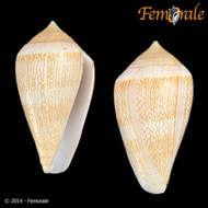 Image of cone snails