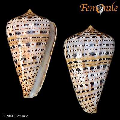 Image of cone snails