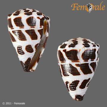 Image of cone snails