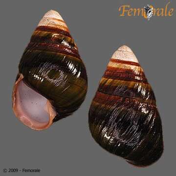 Image of Achatinella