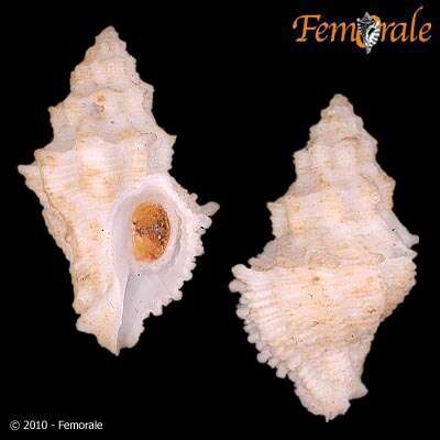 Image of Babelomurex Coen 1922