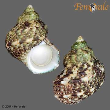 Image of turban snail