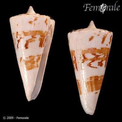 Image of Conus bayani Jousseaume 1872