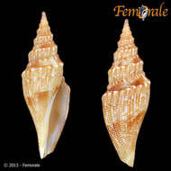 Image of Borsoniidae Bellardi 1875