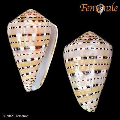 Image of cone snails