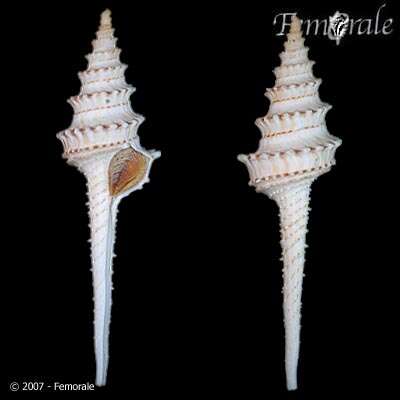 Image of Turbinellidae Swainson 1835