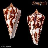 Image of Conasprella Thiele 1929