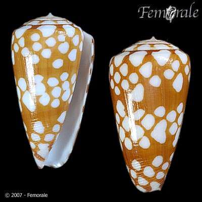 Image of Conus cordigera G. B. Sowerby II 1866