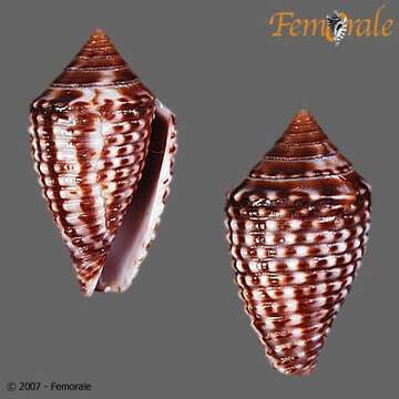 Image of Conasprella Thiele 1929