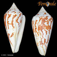 Image of Conus Linnaeus 1758