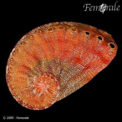 Image of Haliotoidea Rafinesque 1815