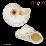 صورة Pomatiidae