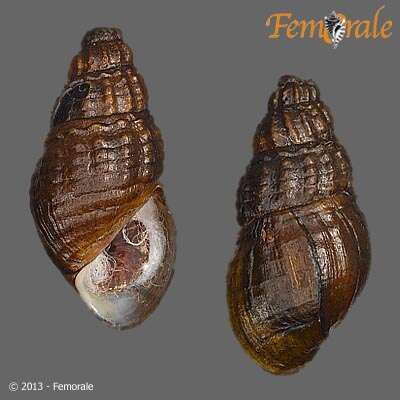 Image de <i>Semisulcospira tegulata</i> (von Martens 1894)