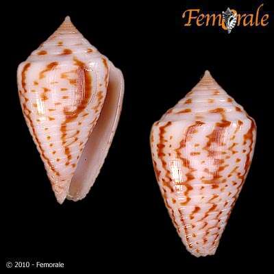 Image of Conasprella Thiele 1929