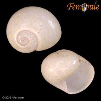 Imagem de Helminthoglyptidae