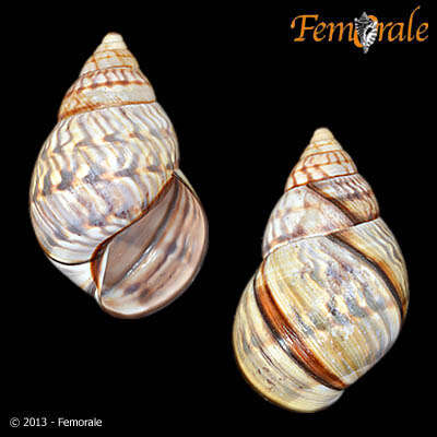 Image of Orthalicidae